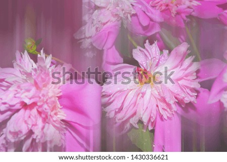 pink purple large peonies close-up. floral beautiful background. Beautiful fashion art. Brochure creative design.