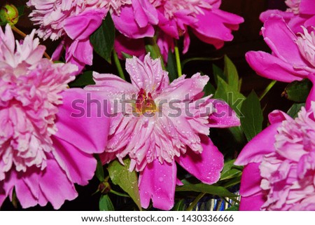 pink white purple large peonies close-up. floral beautiful background. Beautiful fashion art. Brochure creative design.