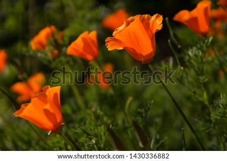 California Poppy. orange california poppies (Eschscholzia californica) during peak blooming time against a blurred green background. Golden yellow/orange blooming flower in full bloom. 