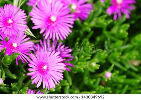 Close up pink flower on garden at japan