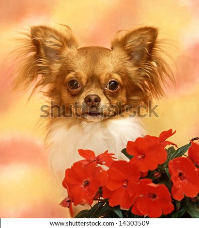 chihuahua with a fed flowers
