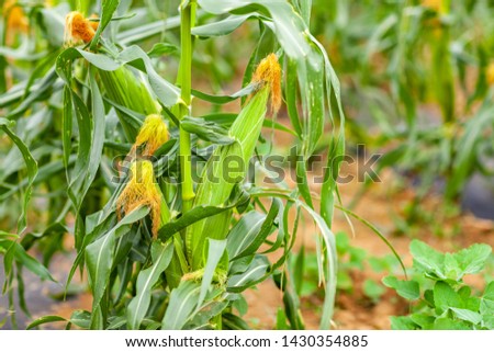 A selective focus picture of corn cob in organic corn field.