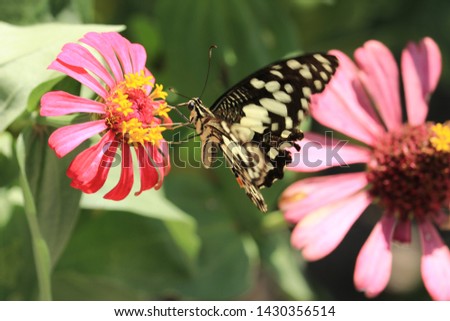 Butterfly in the flower garden