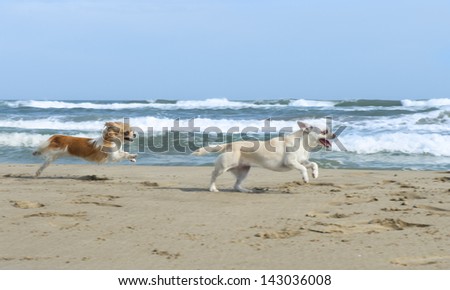 portrait of a cute purebred  chihuahuas on the beach