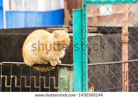 pictured in the photo beautiful redhead cat sitting on the fence