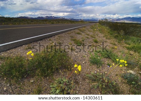 Yellow flowers on the side of a road leading to the Sierra Nevada mountains