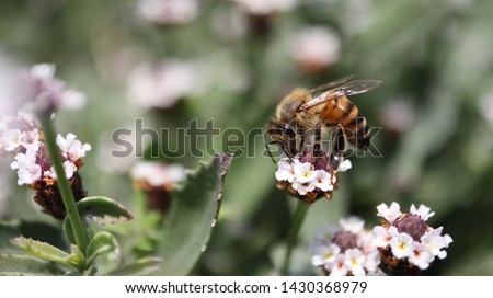 This is a picture of a bee collecting nectar on a lanceleaf fogfruit flower, San Antonio, TX