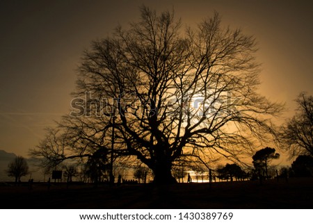 silhouette background : Big tree many branch 