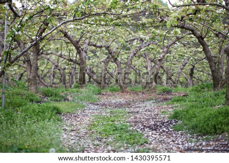 Many pear bloom trees in the orchard