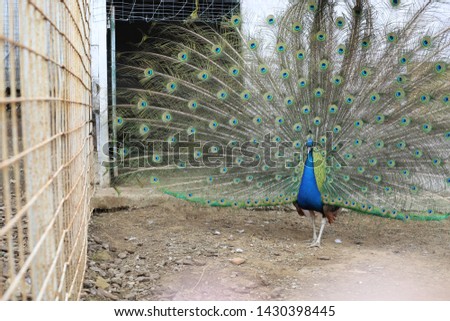 Peacock. Photo of animal with open feathers