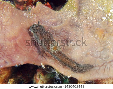            Glossodoris Stellata Nudibranch Borneo Indonesia                    