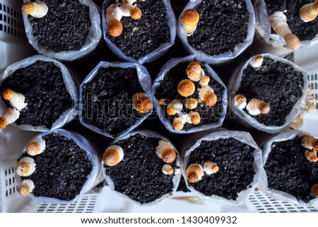 Various types of mushrooms in mushroom cultivation