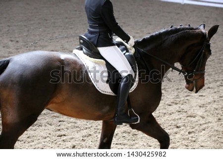 Portrait of a sport horse during dressage competition under saddle.Unknown contestant rides at dressage horse event indoor in riding ground indoors 
