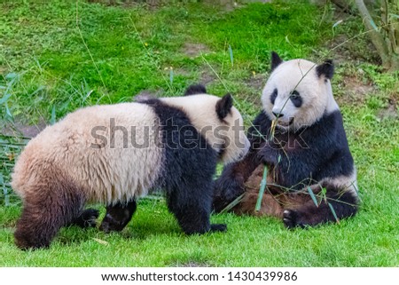 Panda, the mother and its young, eating bamboo together

