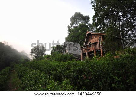 Wooden house at Lung Dech Tea Farm, Chiang Mai. Royalty-Free Stock Photo #1430446850