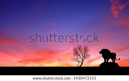 Silhouette of a lion.Amazing sunset and sunrise.Panorama silhouette tree in africa with sunset.Tree silhouetted against a setting sun.Dark tree on open field dramatic sunrise.Safari theme.Lion.