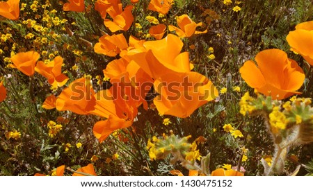 up-close picture of a california poppy  