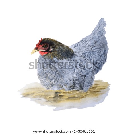 chicken isolated on white background .Hand painted Watercolor illustrations.