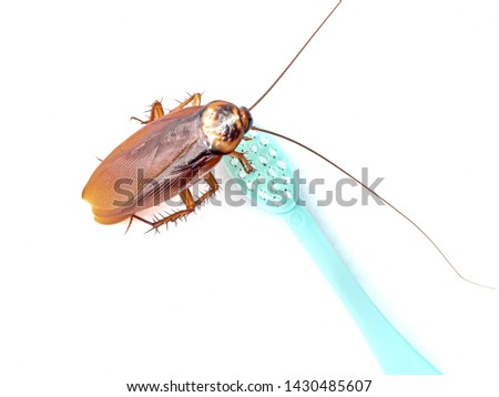 Cockroach gnawing the child's brush on a white background