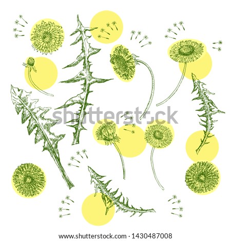 Dandelions Flowers Seamless Pattern.  Hand drawn sketches. Vector Illustration