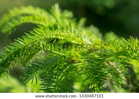 Norway spruce, or European spruce. coniferous tree, type species of the genus Spruce of the Pine family Royalty-Free Stock Photo #1430487101