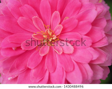 Macro pictures of beautiful zinnia pink