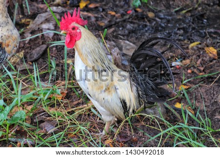A white jungle fowl rooster in countryside  will looking for food to eat in the morning.