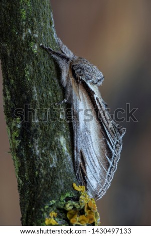 Swallow the prominent moth - Pheosia tremula at rest camouflaged on a trunk