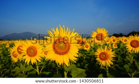 Sunflower fields with beautiful bloom and bright colors