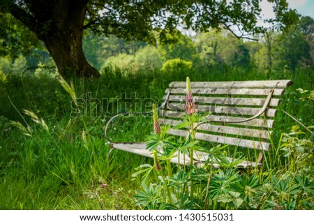 An old faded wooden slatted bench with curved metal arms sits amongst pink lupins in the overgrown grass around an English village church. A tree provides deep shade from the warm summer sun.