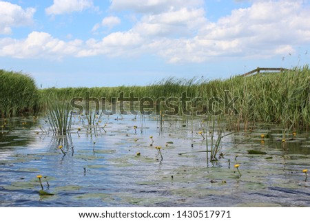 Nice view over the water of a small lake with a view through reeds and aquatic plants, against a blue sky background with white clouds.