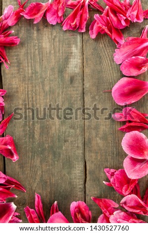 Petals pink acacia as natural background/The petals of pink flowers acacia