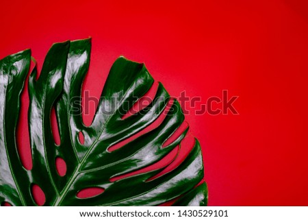 Giant monstera leaf isolate on super ted background space for beauty spa or summer fashion concept