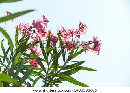 Nerium oleander. spring, sunny day, beautiful oleander flower in the garden and the blue sky in summer.