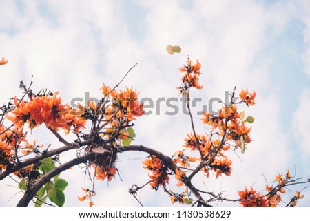 Retro concept with butea monosperma, flower Palas whit blue sky, Red flowers on a branch of a tree.