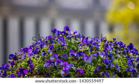 Blue purple color pansies in a pot, sunny spring day. New York streets downtown. Close up view