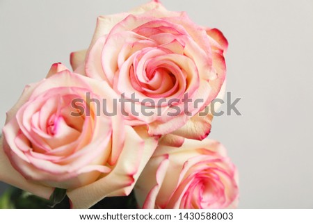 Three purple roses on a gray background