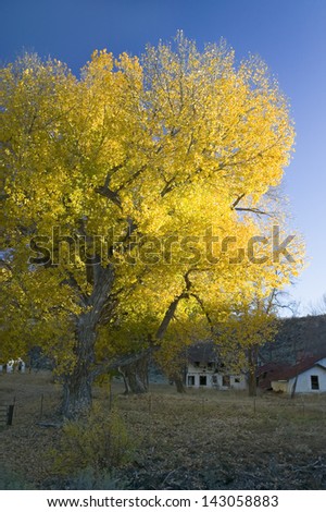 Cottonwood tree in autumn is seen in front of deserted home on highway 33 between Ojai and Lockwood Valley