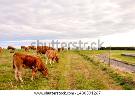 Photo Picture of Curious adult female french brown cow in a meadow