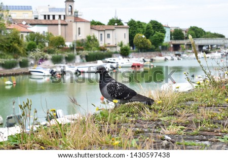 This photo was created in Rimini, Italy. The pigeon is posing, and in the background there are boats, church, bridge, nature and graffiti.