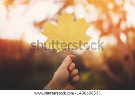 Man holds an autumn yellow leaf. Concept new life, Sunlight.