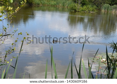 littel lake with reed grass in high swampland