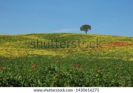 Lonely tree on a flowered field of yellow and red flowers.Tuscany.Italy.