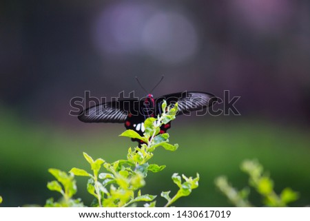 Beautiful Portrait of The Common mormon Butterfly  sitting on the flower plants in a soft green blurry background  during Spring