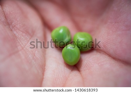 young green peas in the palm of your hand