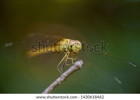 dragonfly sitting on a branch close-up