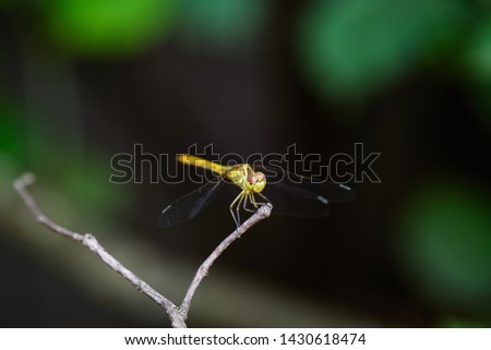 dragonfly sitting on a branch close-up