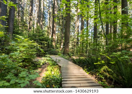 wooden bike tracks inside forest surrounded by tall trees and dense foliage on a sunny day Royalty-Free Stock Photo #1430629193