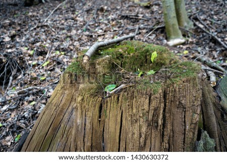 Moss covered tree stump in woodland