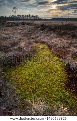 Torsmyran National park in Västerbotten Norrland Sweden. Treacherous terrain with swamp and green mossy ground. Wide angle landscape view.